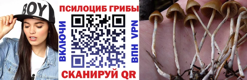 Галлюциногенные грибы Cubensis  Купить где  Кудрово 